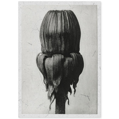 Lámina Planta blanco y negro 75. Pósters con ilustraciones de flores y plantas en tonos grises.-Artwork-Nacnic-A4-Sin marco-Nacnic Estudio SL
