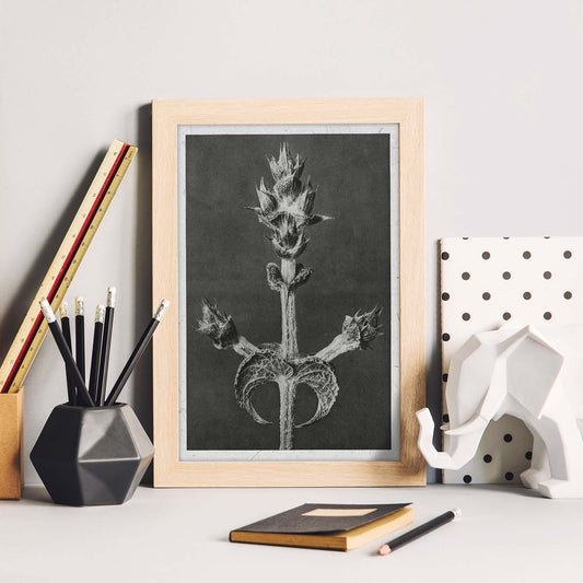 Lámina Planta blanco y negro 76. Pósters con ilustraciones de flores y plantas en tonos grises.-Artwork-Nacnic-Nacnic Estudio SL