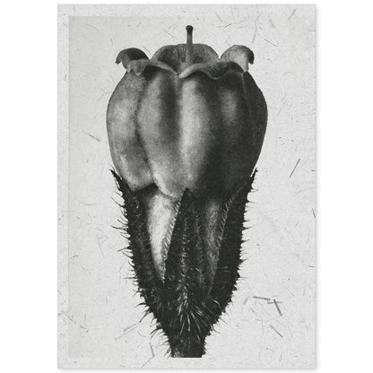 Lámina Planta blanco y negro 77. Pósters con ilustraciones de flores y plantas en tonos grises.-Artwork-Nacnic-A4-Sin marco-Nacnic Estudio SL