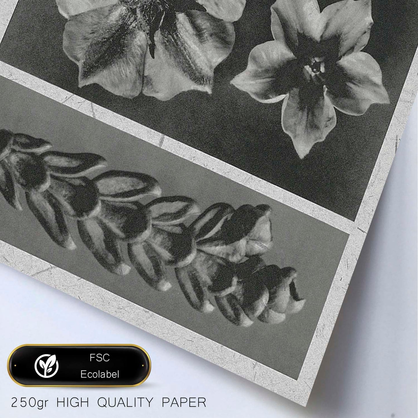 Lámina Planta blanco y negro 78. Pósters con ilustraciones de flores y plantas en tonos grises.-Artwork-Nacnic-Nacnic Estudio SL
