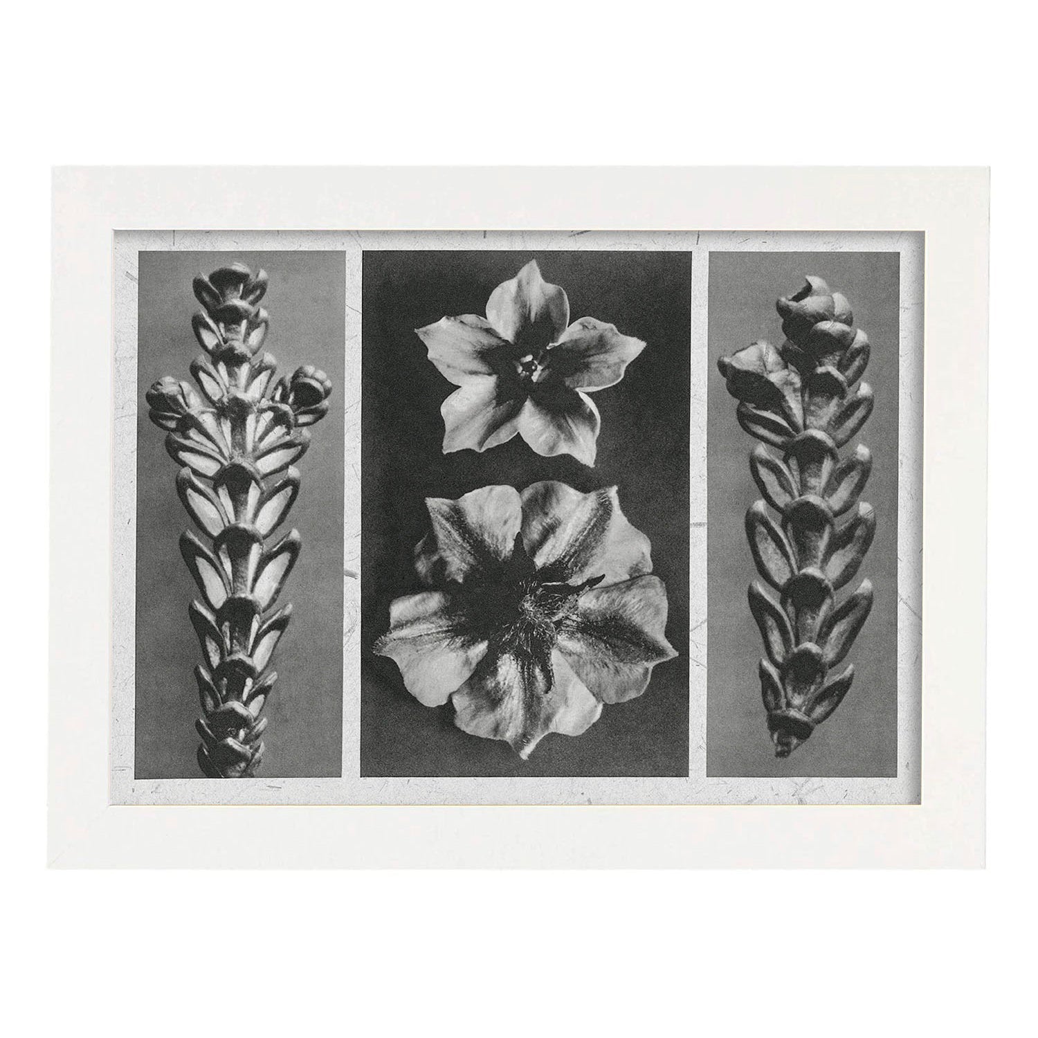 Lámina Planta blanco y negro 78. Pósters con ilustraciones de flores y plantas en tonos grises.-Artwork-Nacnic-A3-Marco Blanco-Nacnic Estudio SL