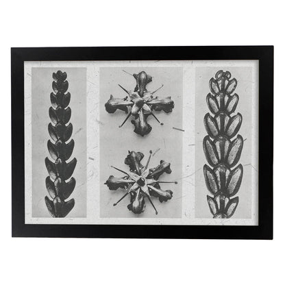 Lámina Planta blanco y negro 81. Pósters con ilustraciones de flores y plantas en tonos grises.-Artwork-Nacnic-A4-Marco Negro-Nacnic Estudio SL