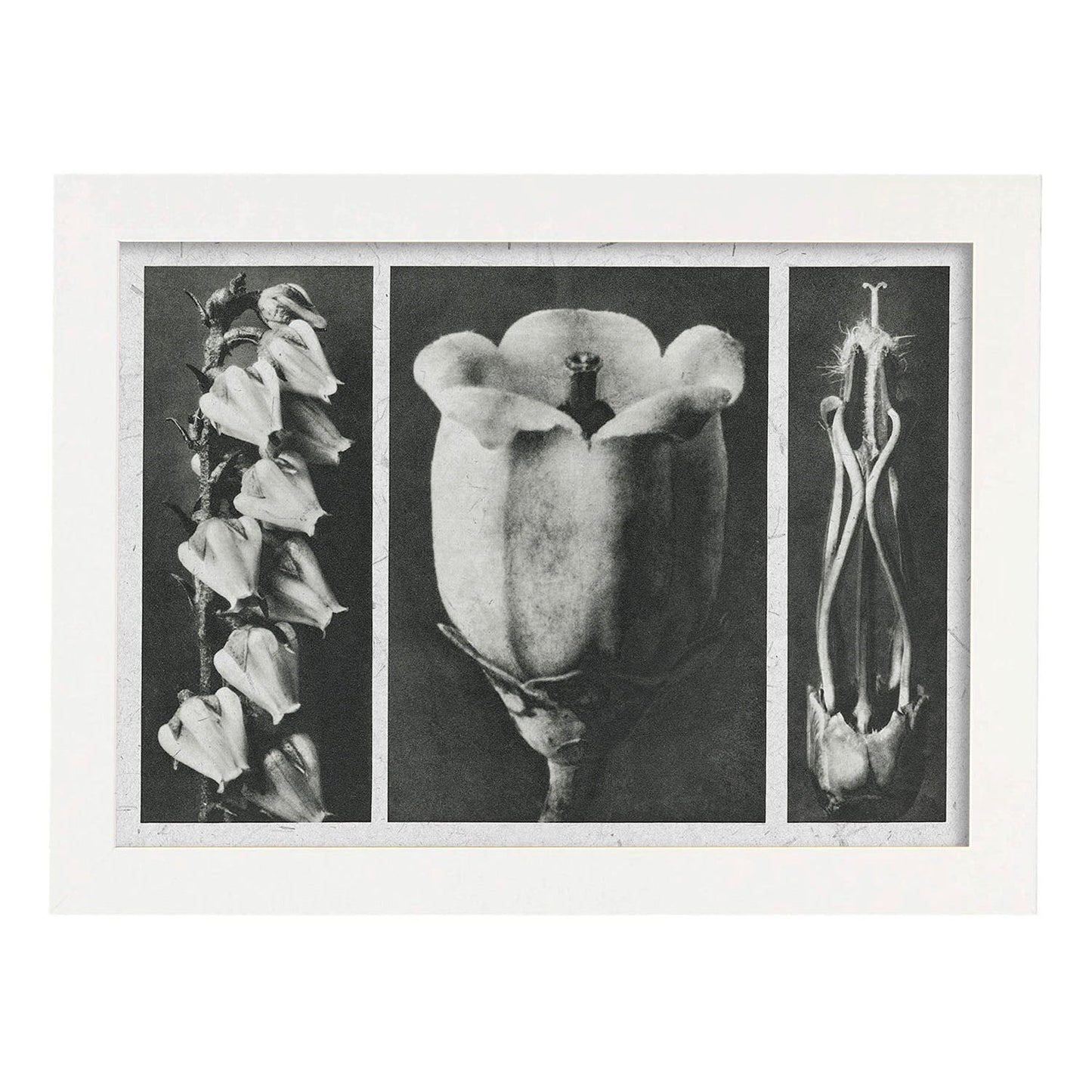 Lámina Planta blanco y negro 84. Pósters con ilustraciones de flores y plantas en tonos grises.-Artwork-Nacnic-A3-Marco Blanco-Nacnic Estudio SL