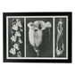Lámina Planta blanco y negro 84. Pósters con ilustraciones de flores y plantas en tonos grises.-Artwork-Nacnic-A3-Marco Negro-Nacnic Estudio SL