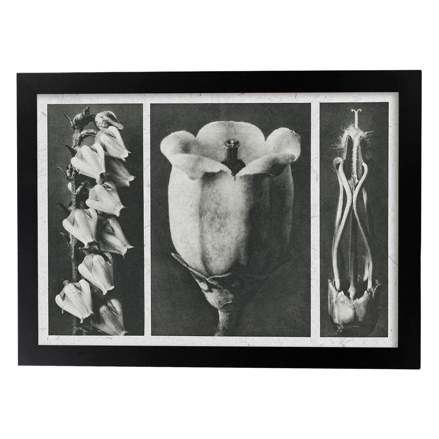 Lámina Planta blanco y negro 84. Pósters con ilustraciones de flores y plantas en tonos grises.-Artwork-Nacnic-A3-Marco Negro-Nacnic Estudio SL