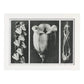 Lámina Planta blanco y negro 84. Pósters con ilustraciones de flores y plantas en tonos grises.-Artwork-Nacnic-A4-Marco Blanco-Nacnic Estudio SL