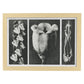 Lámina Planta blanco y negro 84. Pósters con ilustraciones de flores y plantas en tonos grises.-Artwork-Nacnic-A4-Marco Madera clara-Nacnic Estudio SL