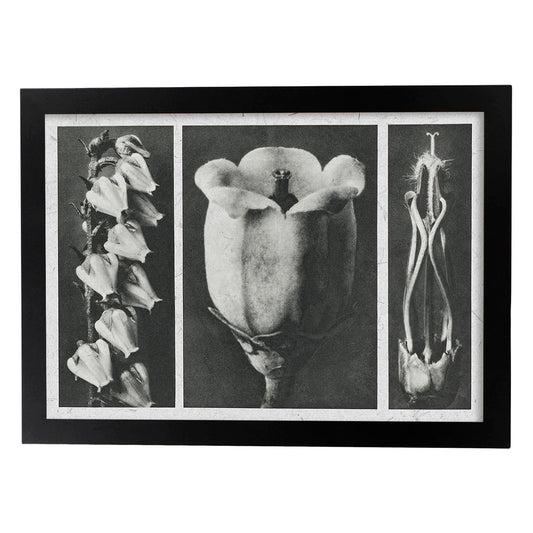 Lámina Planta blanco y negro 84. Pósters con ilustraciones de flores y plantas en tonos grises.-Artwork-Nacnic-A4-Marco Negro-Nacnic Estudio SL