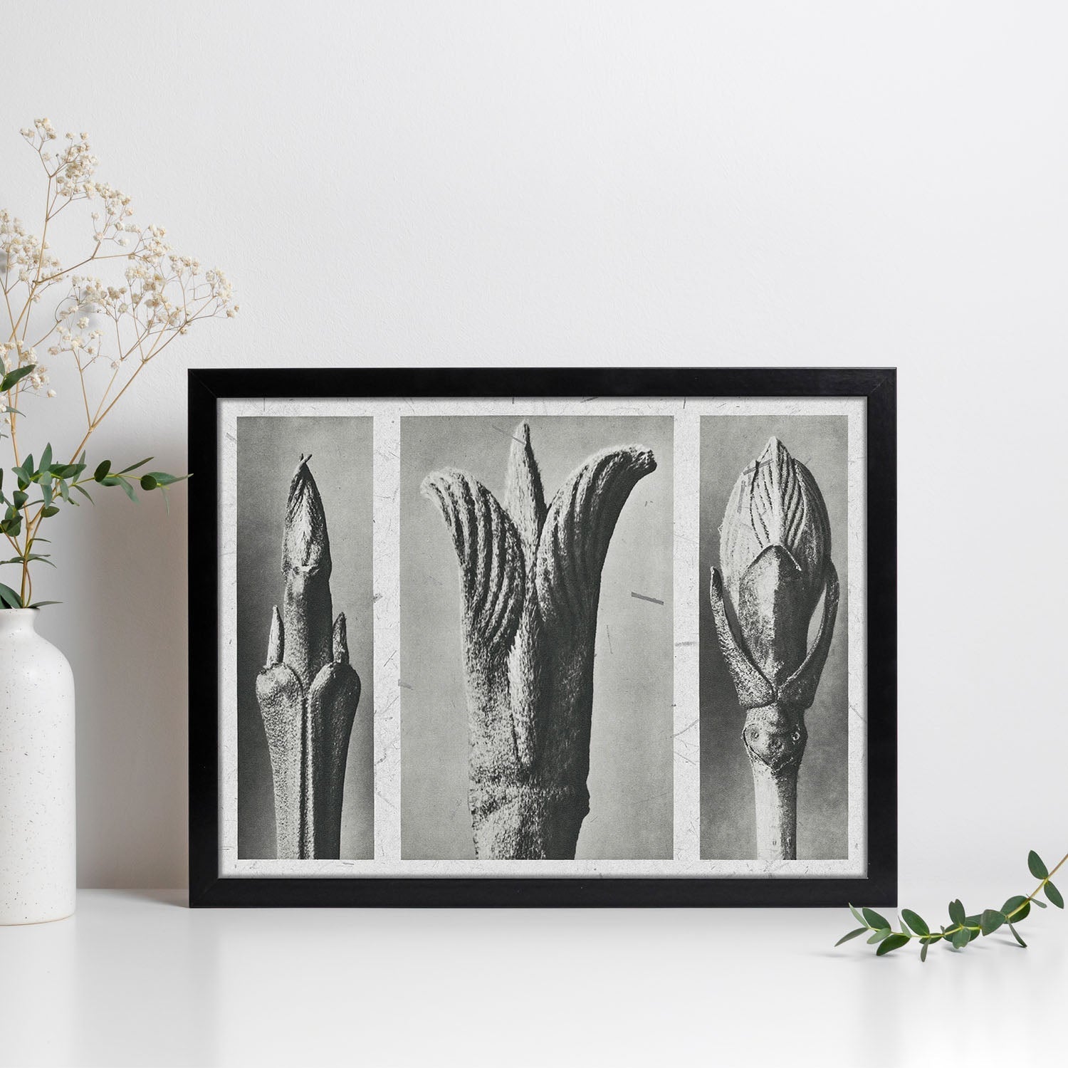 Lámina Planta blanco y negro 85. Pósters con ilustraciones de flores y plantas en tonos grises.-Artwork-Nacnic-Nacnic Estudio SL