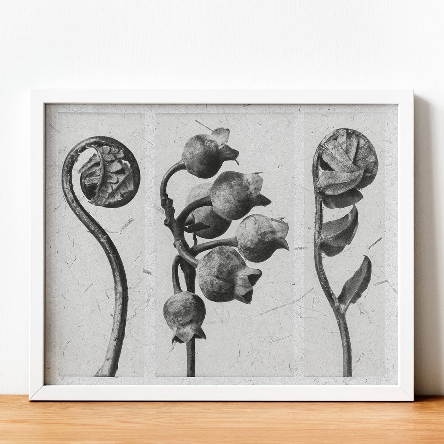 Lámina Planta blanco y negro 86. Pósters con ilustraciones de flores y plantas en tonos grises.-Artwork-Nacnic-Nacnic Estudio SL