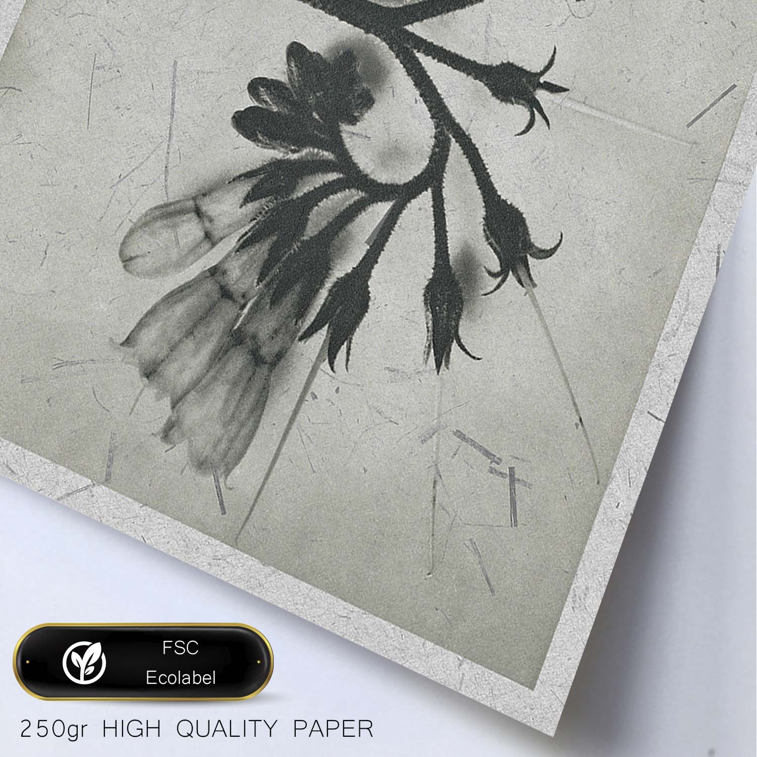 Lámina Planta blanco y negro 87. Pósters con ilustraciones de flores y plantas en tonos grises.-Artwork-Nacnic-Nacnic Estudio SL