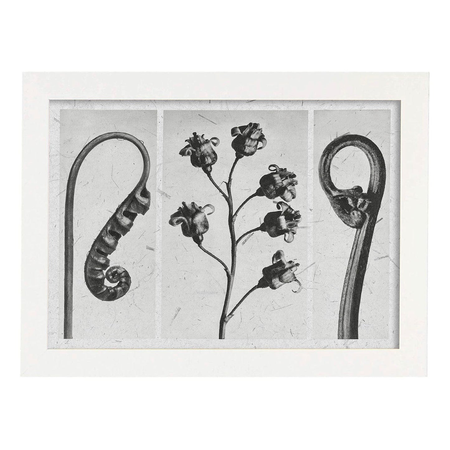 Lámina Planta blanco y negro 88. Pósters con ilustraciones de flores y plantas en tonos grises.-Artwork-Nacnic-A3-Marco Blanco-Nacnic Estudio SL