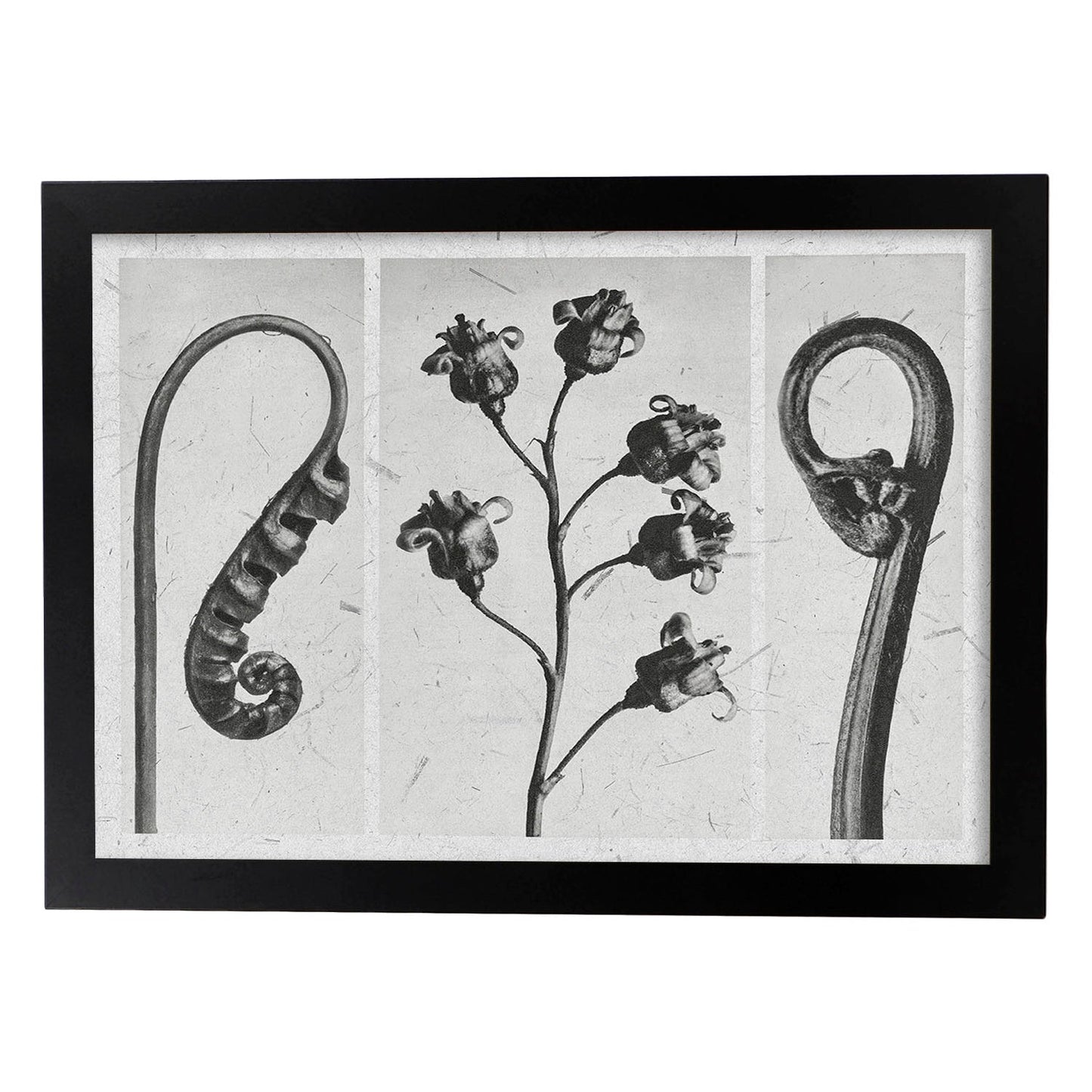 Lámina Planta blanco y negro 88. Pósters con ilustraciones de flores y plantas en tonos grises.-Artwork-Nacnic-A3-Marco Negro-Nacnic Estudio SL
