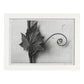 Lámina Planta blanco y negro 89. Pósters con ilustraciones de flores y plantas en tonos grises.-Artwork-Nacnic-A3-Marco Blanco-Nacnic Estudio SL