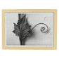 Lámina Planta blanco y negro 89. Pósters con ilustraciones de flores y plantas en tonos grises.-Artwork-Nacnic-A3-Marco Madera clara-Nacnic Estudio SL