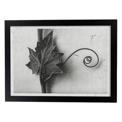 Lámina Planta blanco y negro 89. Pósters con ilustraciones de flores y plantas en tonos grises.-Artwork-Nacnic-A4-Marco Negro-Nacnic Estudio SL