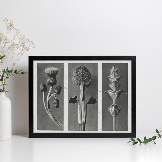 Lámina Planta blanco y negro 90. Pósters con ilustraciones de flores y plantas en tonos grises.-Artwork-Nacnic-Nacnic Estudio SL