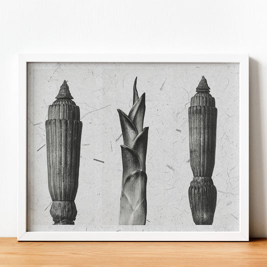 Lámina Planta blanco y negro 91. Pósters con ilustraciones de flores y plantas en tonos grises.-Artwork-Nacnic-Nacnic Estudio SL