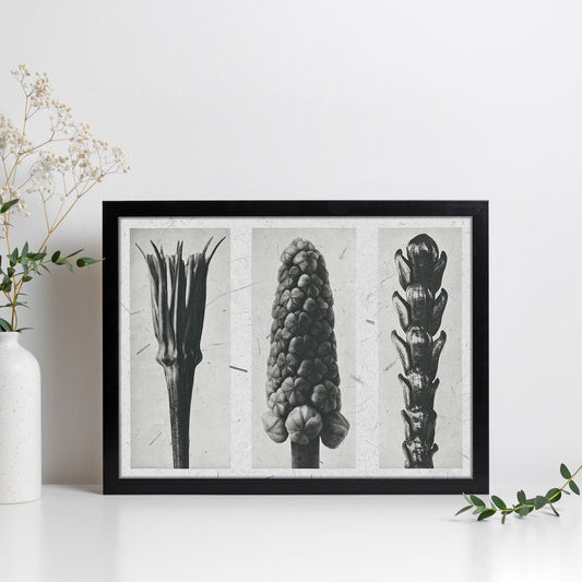 Lámina Planta blanco y negro 93. Pósters con ilustraciones de flores y plantas en tonos grises.-Artwork-Nacnic-Nacnic Estudio SL