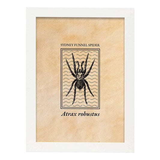 Lámina Vintage Araña. Pósters de insectos en estilo grabado y tonos sepia.-Artwork-Nacnic-A4-Marco Blanco-Nacnic Estudio SL