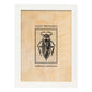 Lámina Vintage Bicho acuatico. Pósters de insectos en estilo grabado y tonos sepia.-Artwork-Nacnic-A3-Marco Blanco-Nacnic Estudio SL
