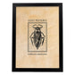 Lámina Vintage Bicho acuatico. Pósters de insectos en estilo grabado y tonos sepia.-Artwork-Nacnic-A4-Marco Negro-Nacnic Estudio SL