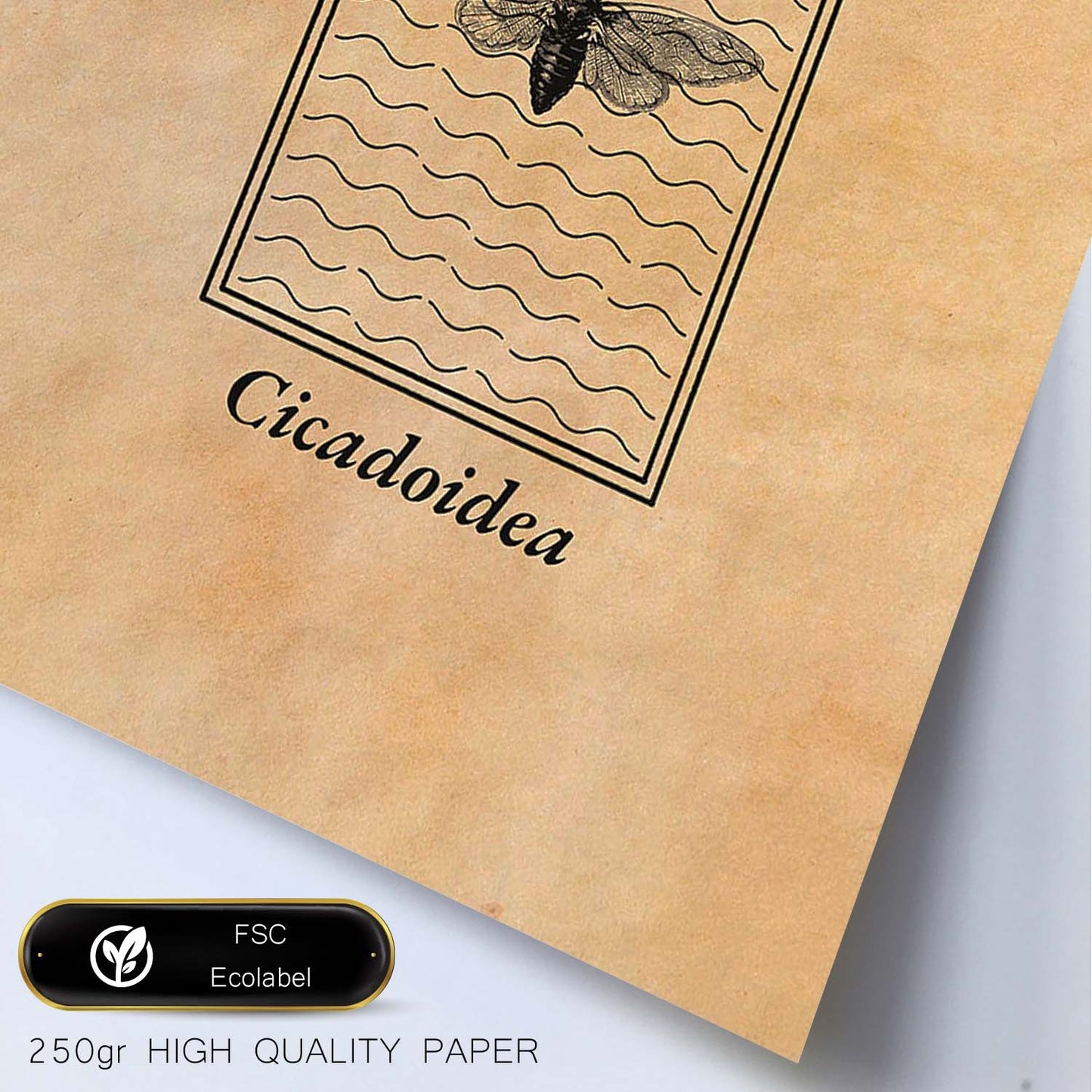Lámina Vintage Cicada. Pósters de insectos en estilo grabado y tonos sepia.-Artwork-Nacnic-Nacnic Estudio SL