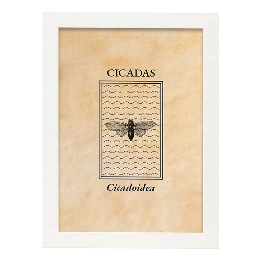 Lámina Vintage Cicada. Pósters de insectos en estilo grabado y tonos sepia.-Artwork-Nacnic-A4-Marco Blanco-Nacnic Estudio SL