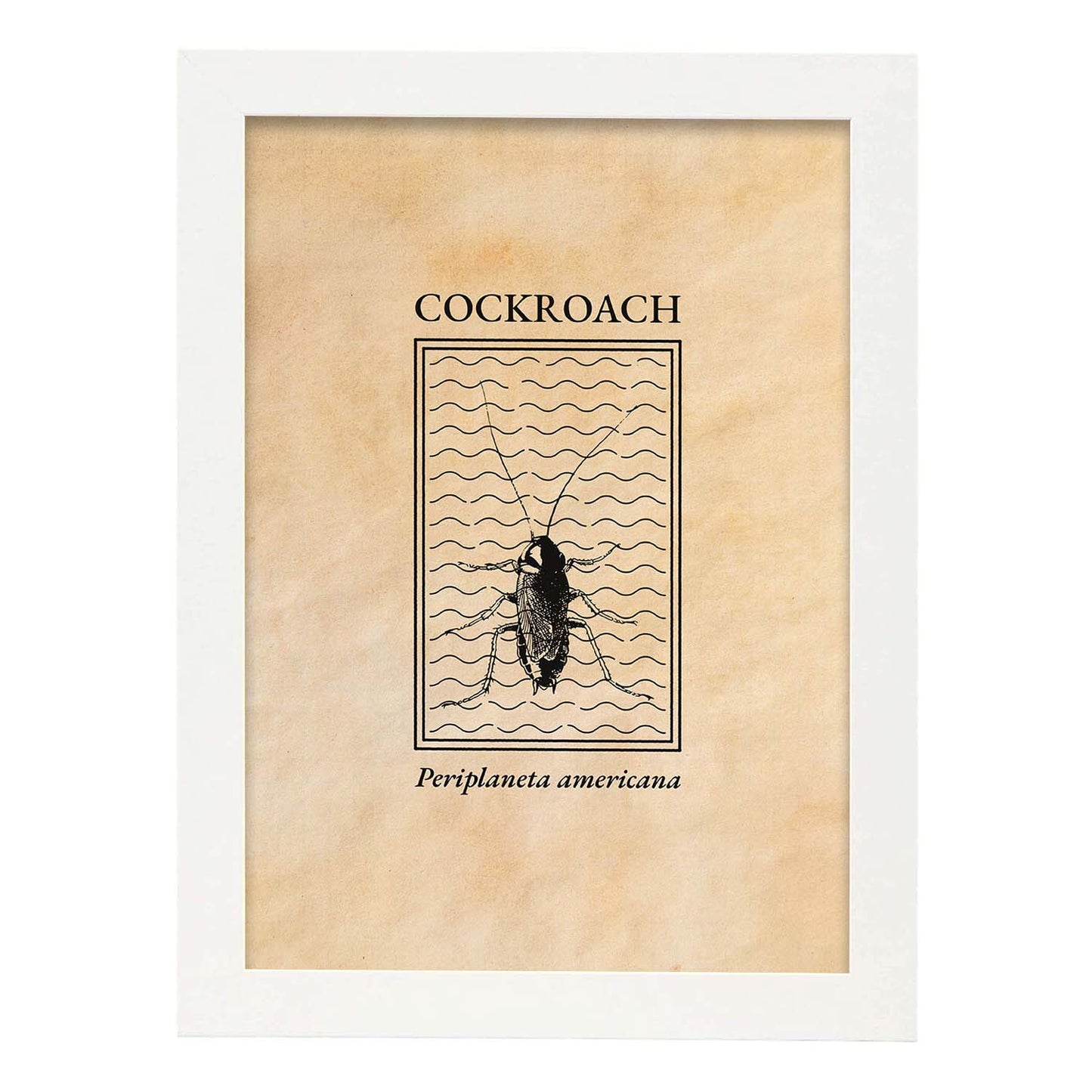 Lámina Vintage Cucaracha. Pósters de insectos en estilo grabado y tonos sepia.-Artwork-Nacnic-A3-Marco Blanco-Nacnic Estudio SL
