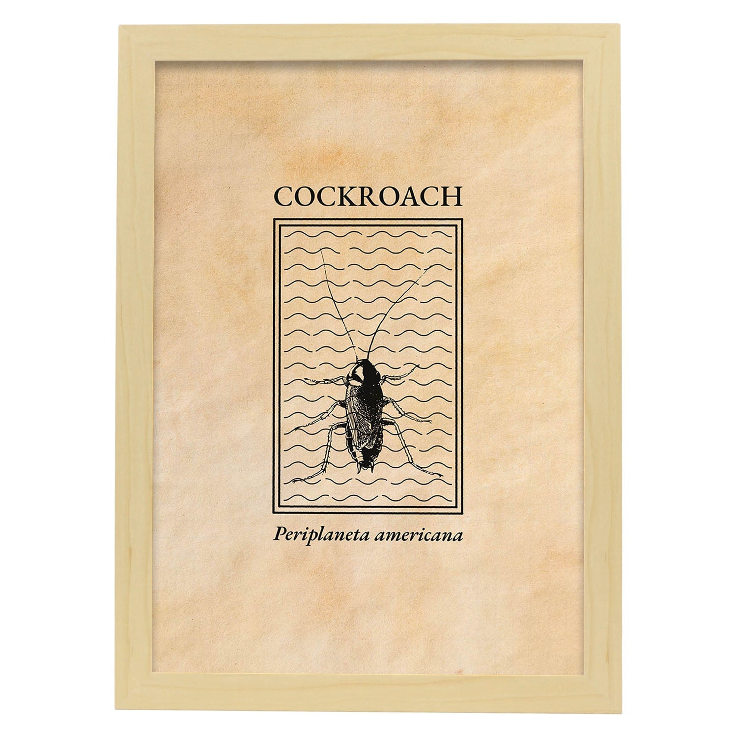 Lámina Vintage Cucaracha. Pósters de insectos en estilo grabado y tonos sepia.-Artwork-Nacnic-A3-Marco Madera clara-Nacnic Estudio SL