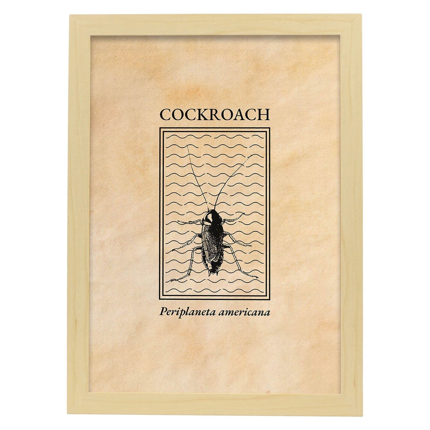 Lámina Vintage Cucaracha. Pósters de insectos en estilo grabado y tonos sepia.-Artwork-Nacnic-A3-Marco Madera clara-Nacnic Estudio SL