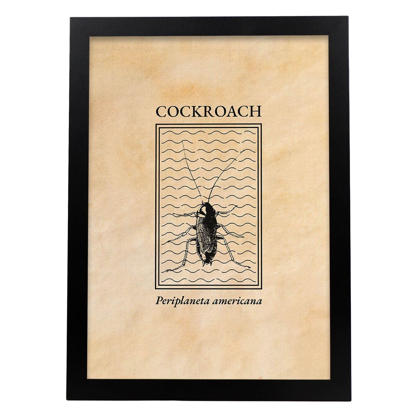Lámina Vintage Cucaracha. Pósters de insectos en estilo grabado y tonos sepia.-Artwork-Nacnic-A3-Marco Negro-Nacnic Estudio SL