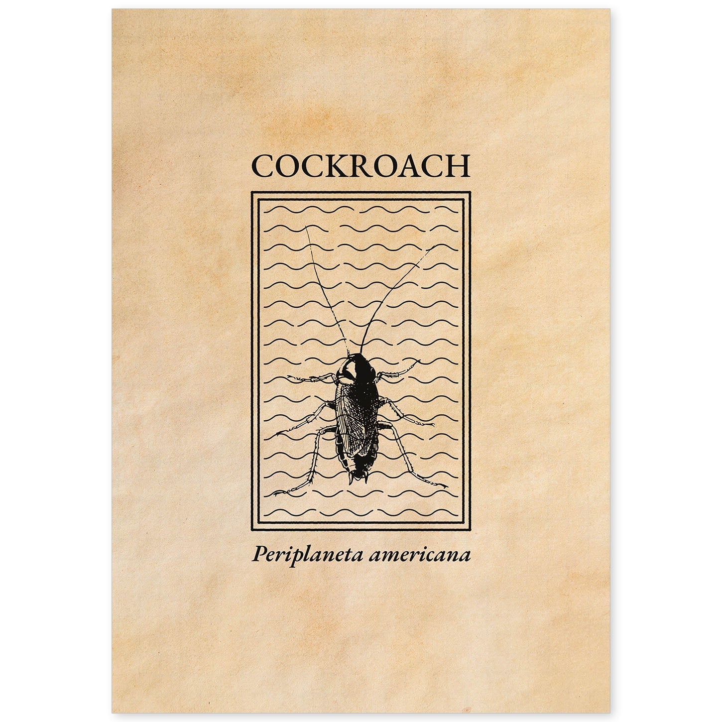 Lámina Vintage Cucaracha. Pósters de insectos en estilo grabado y tonos sepia.-Artwork-Nacnic-A4-Sin marco-Nacnic Estudio SL