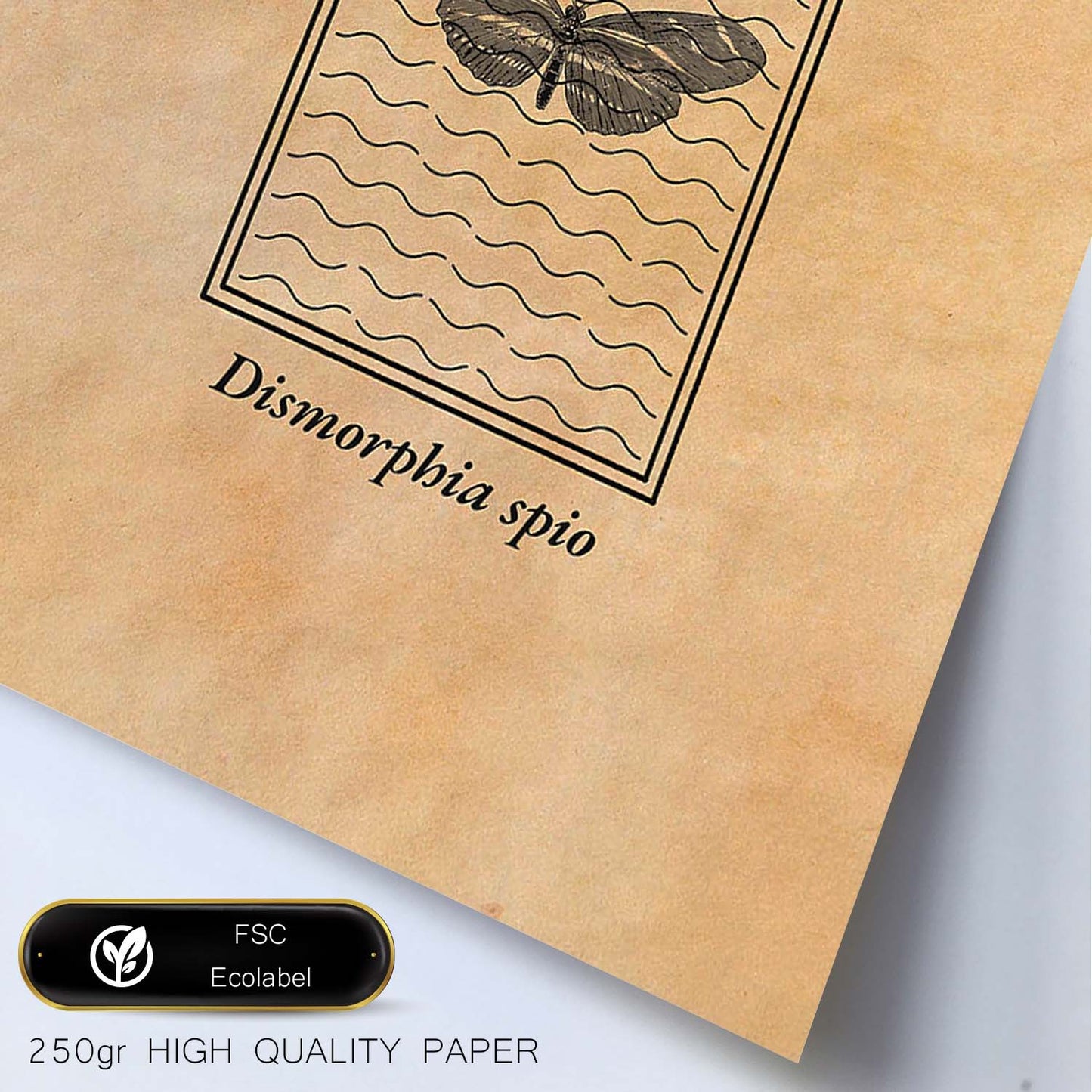 Lámina Vintage Dismorfia. Pósters de insectos en estilo grabado y tonos sepia.-Artwork-Nacnic-Nacnic Estudio SL