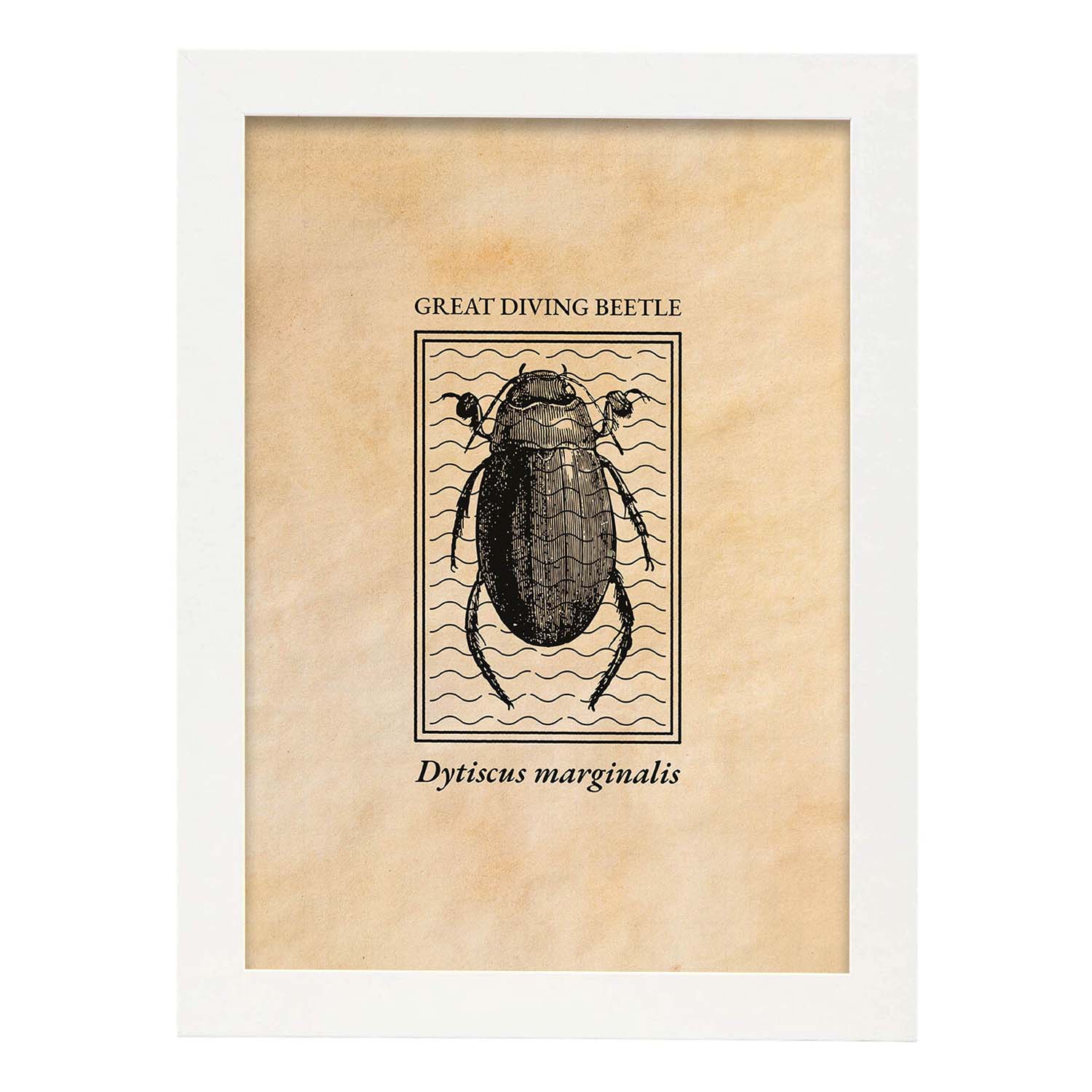 Lámina Vintage Escarabajo acuatico. Pósters de insectos en estilo grabado y tonos sepia.-Artwork-Nacnic-A3-Marco Blanco-Nacnic Estudio SL