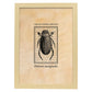 Lámina Vintage Escarabajo acuatico. Pósters de insectos en estilo grabado y tonos sepia.-Artwork-Nacnic-A3-Marco Madera clara-Nacnic Estudio SL