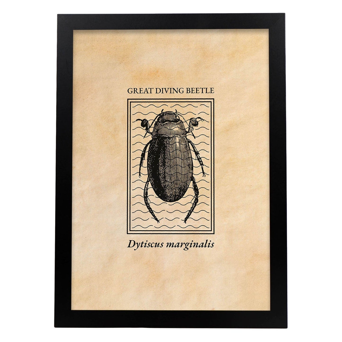 Lámina Vintage Escarabajo acuatico. Pósters de insectos en estilo grabado y tonos sepia.-Artwork-Nacnic-A3-Marco Negro-Nacnic Estudio SL