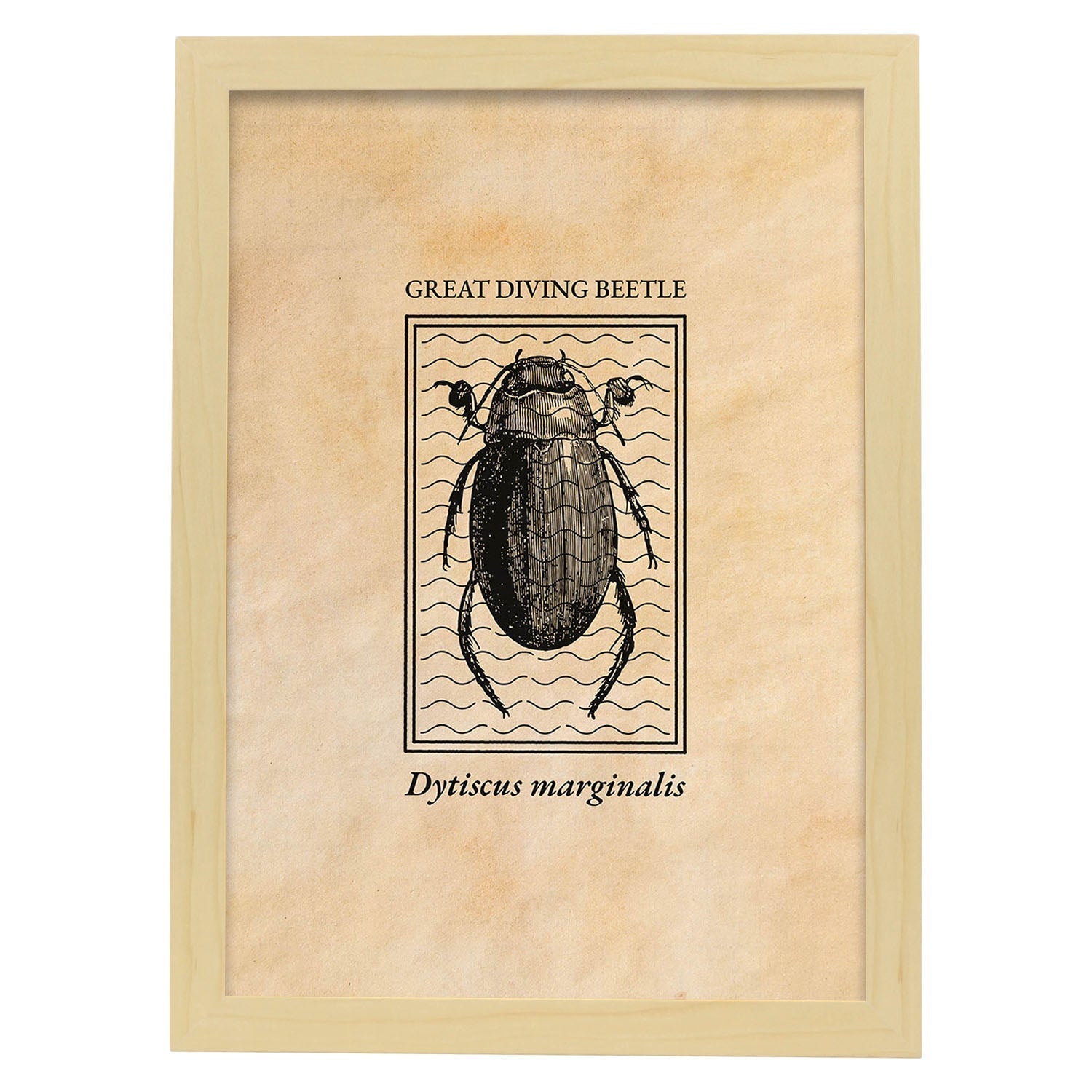 Lámina Vintage Escarabajo acuatico. Pósters de insectos en estilo grabado y tonos sepia.-Artwork-Nacnic-A4-Marco Madera clara-Nacnic Estudio SL