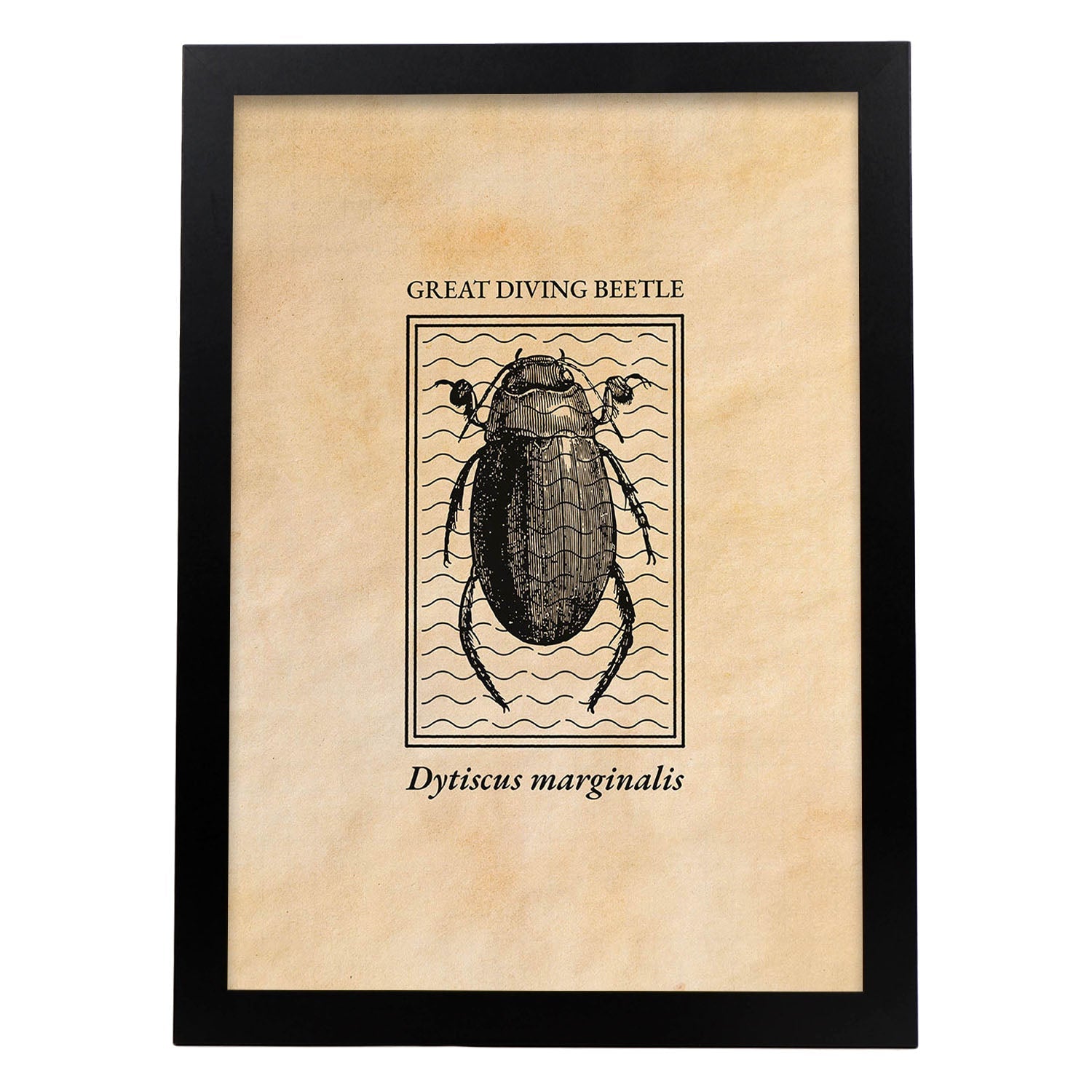 Lámina Vintage Escarabajo acuatico. Pósters de insectos en estilo grabado y tonos sepia.-Artwork-Nacnic-A4-Marco Negro-Nacnic Estudio SL