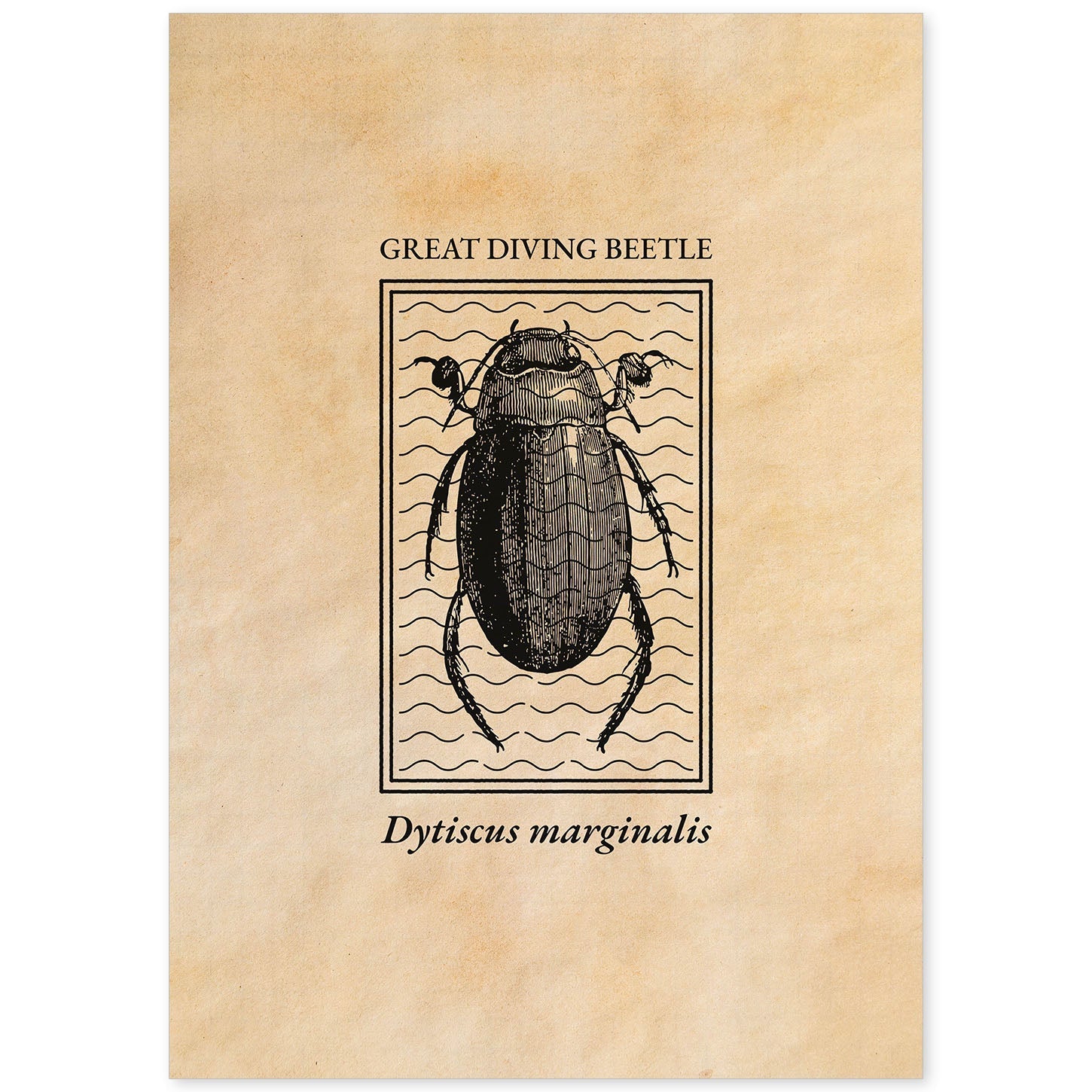 Lámina Vintage Escarabajo acuatico. Pósters de insectos en estilo grabado y tonos sepia.-Artwork-Nacnic-A4-Sin marco-Nacnic Estudio SL