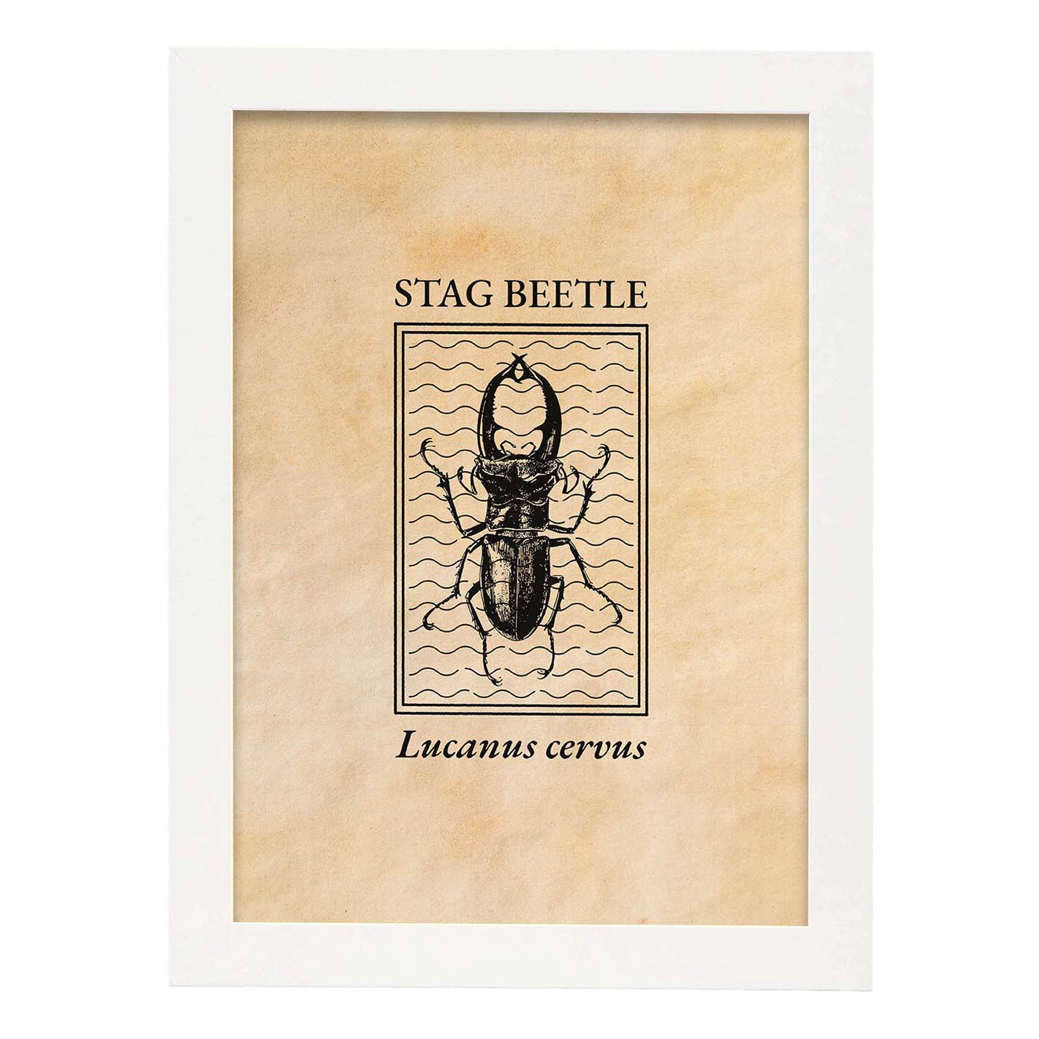 Lámina Vintage Escarabajo ciervo. Pósters de insectos en estilo grabado y tonos sepia.-Artwork-Nacnic-A3-Marco Blanco-Nacnic Estudio SL
