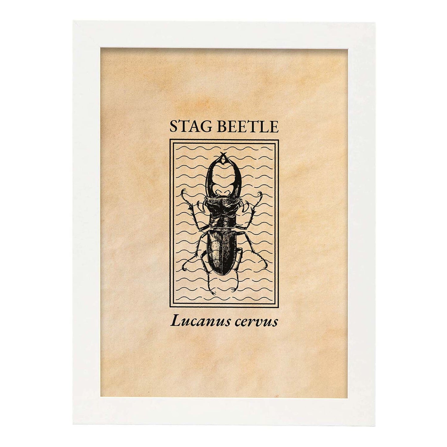 Lámina Vintage Escarabajo ciervo. Pósters de insectos en estilo grabado y tonos sepia.-Artwork-Nacnic-A4-Marco Blanco-Nacnic Estudio SL