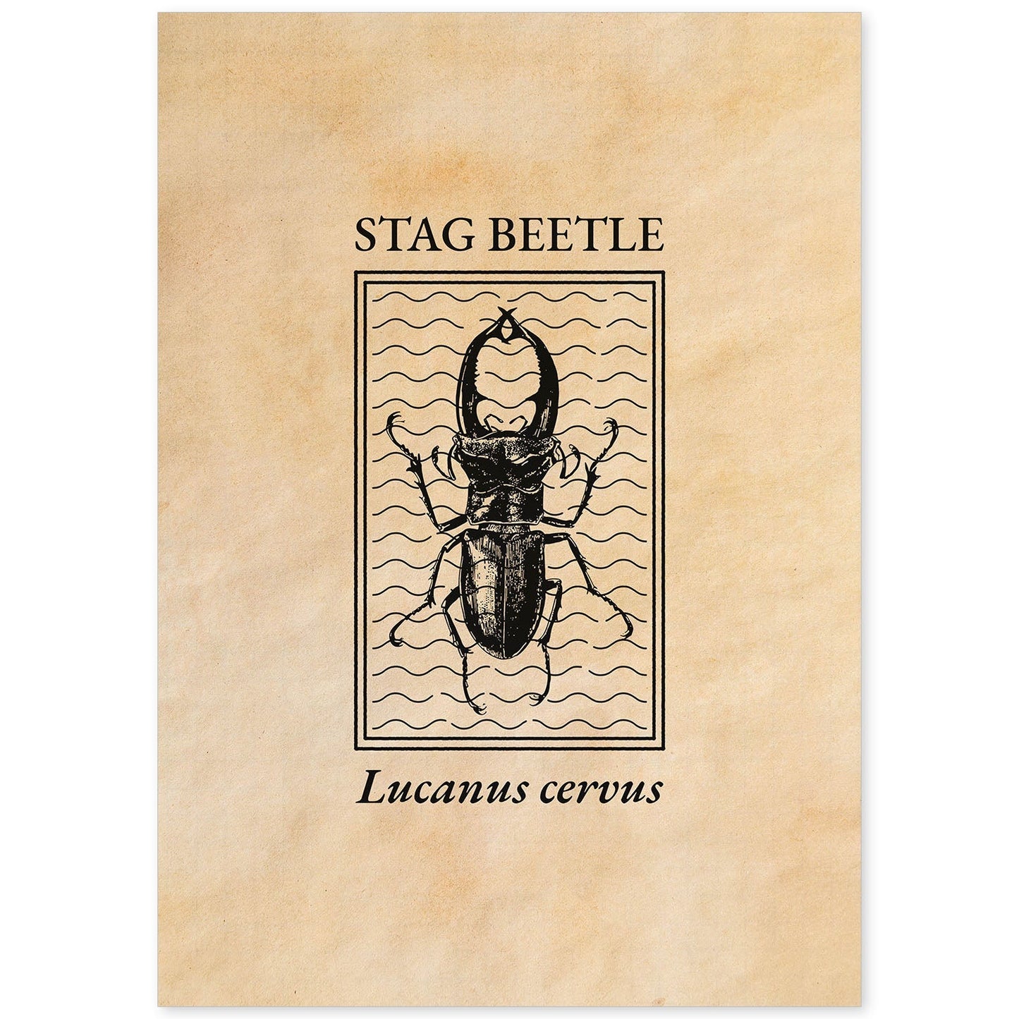 Lámina Vintage Escarabajo ciervo. Pósters de insectos en estilo grabado y tonos sepia.-Artwork-Nacnic-A4-Sin marco-Nacnic Estudio SL