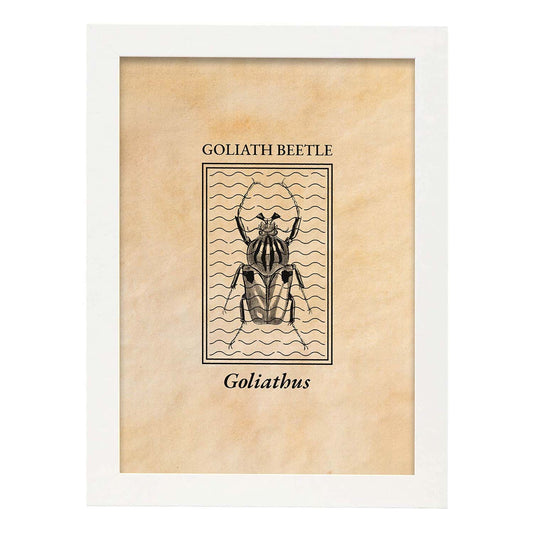Lámina Vintage Escarabajo goliat. Pósters de insectos en estilo grabado y tonos sepia.-Artwork-Nacnic-A4-Marco Blanco-Nacnic Estudio SL