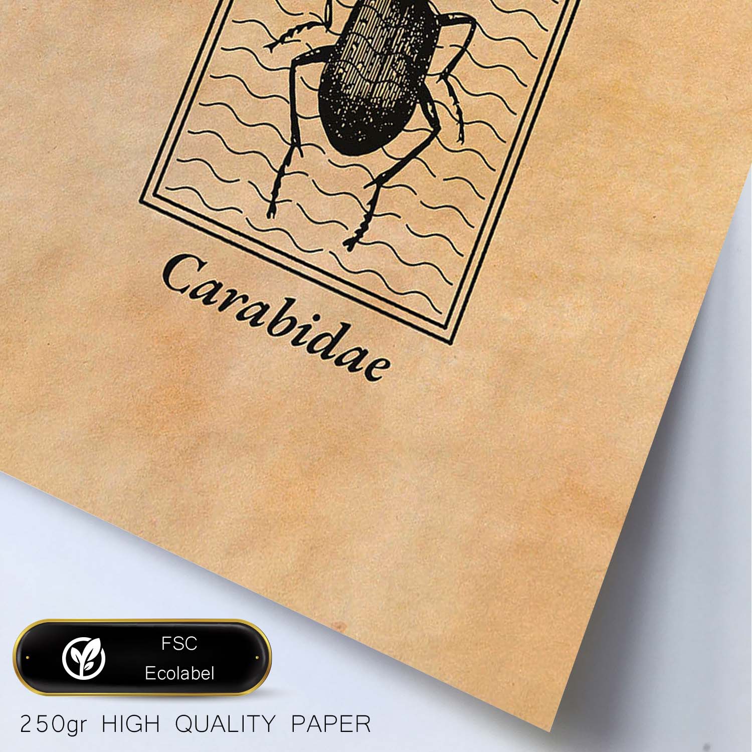 Lámina Vintage Escarabajo terrestre. Pósters de insectos en estilo grabado y tonos sepia.-Artwork-Nacnic-Nacnic Estudio SL