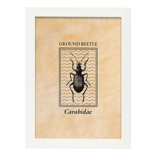 Lámina Vintage Escarabajo terrestre. Pósters de insectos en estilo grabado y tonos sepia.-Artwork-Nacnic-A4-Marco Blanco-Nacnic Estudio SL