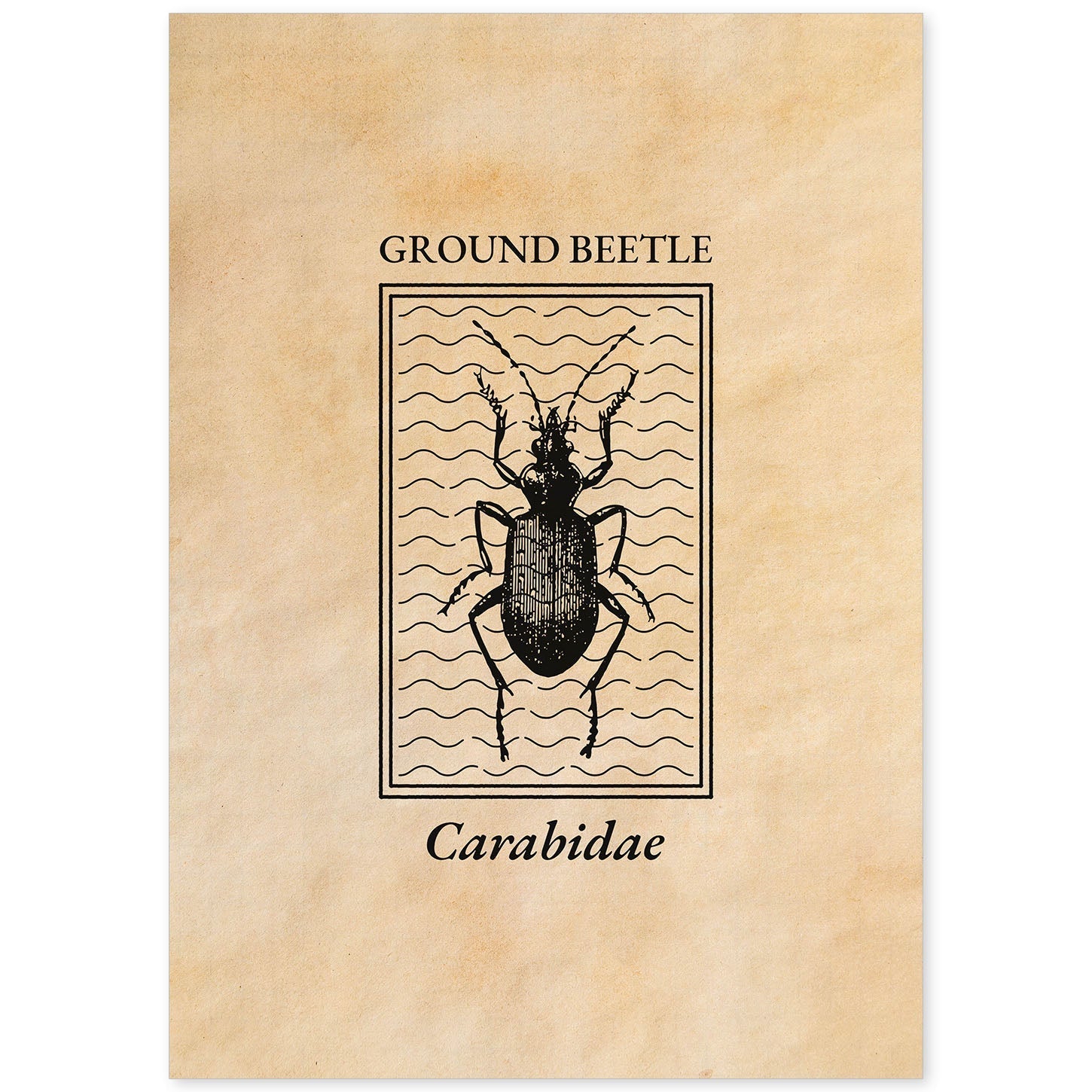 Lámina Vintage Escarabajo terrestre. Pósters de insectos en estilo grabado y tonos sepia.-Artwork-Nacnic-A4-Sin marco-Nacnic Estudio SL