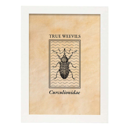 Lámina Vintage Gorgojo. Pósters de insectos en estilo grabado y tonos sepia.-Artwork-Nacnic-A4-Marco Blanco-Nacnic Estudio SL