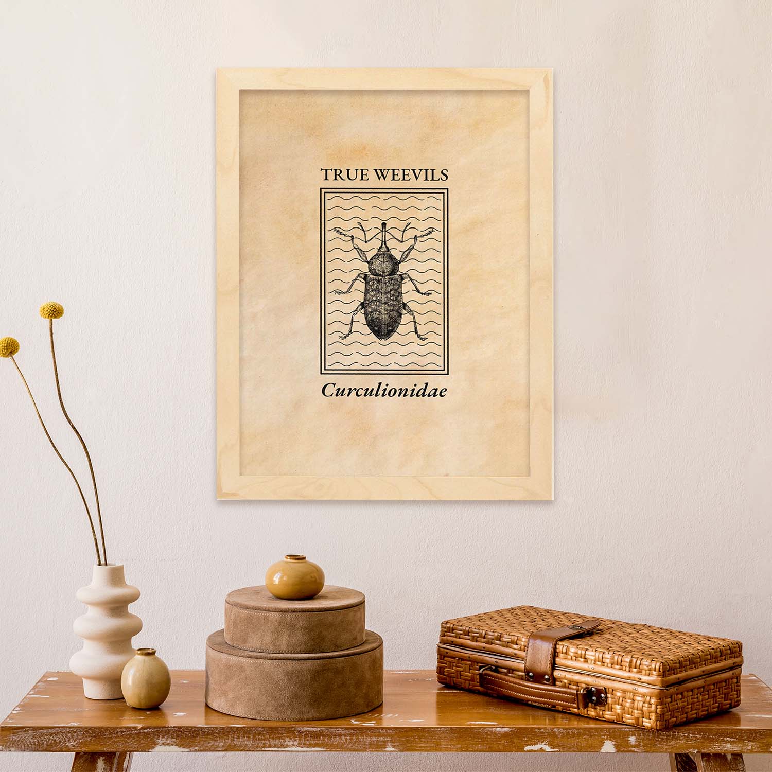 Lámina Vintage Gorgojo. Pósters de insectos en estilo grabado y tonos sepia.-Artwork-Nacnic-Nacnic Estudio SL
