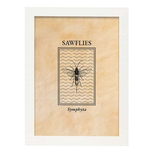 Lámina Vintage Mosca sierra. Pósters de insectos en estilo grabado y tonos sepia.-Artwork-Nacnic-A4-Marco Blanco-Nacnic Estudio SL